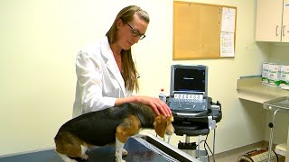 Veterinarian Jessica Ward