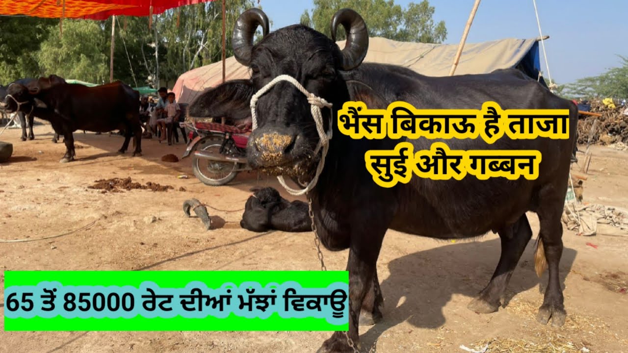 ਤਾਜ਼ਾ ਸੂਈਆਂ ਮੱਝਾਂ 65-85 ਹਜ਼ਾਰ। ताजा सुई भैंसे रेट 65 से 85 हजार Pushkar Mela 2021 Panjaab Paidavar
