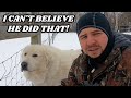 Livestock Guardian Dog Just Made A Bad Situation WORSE!