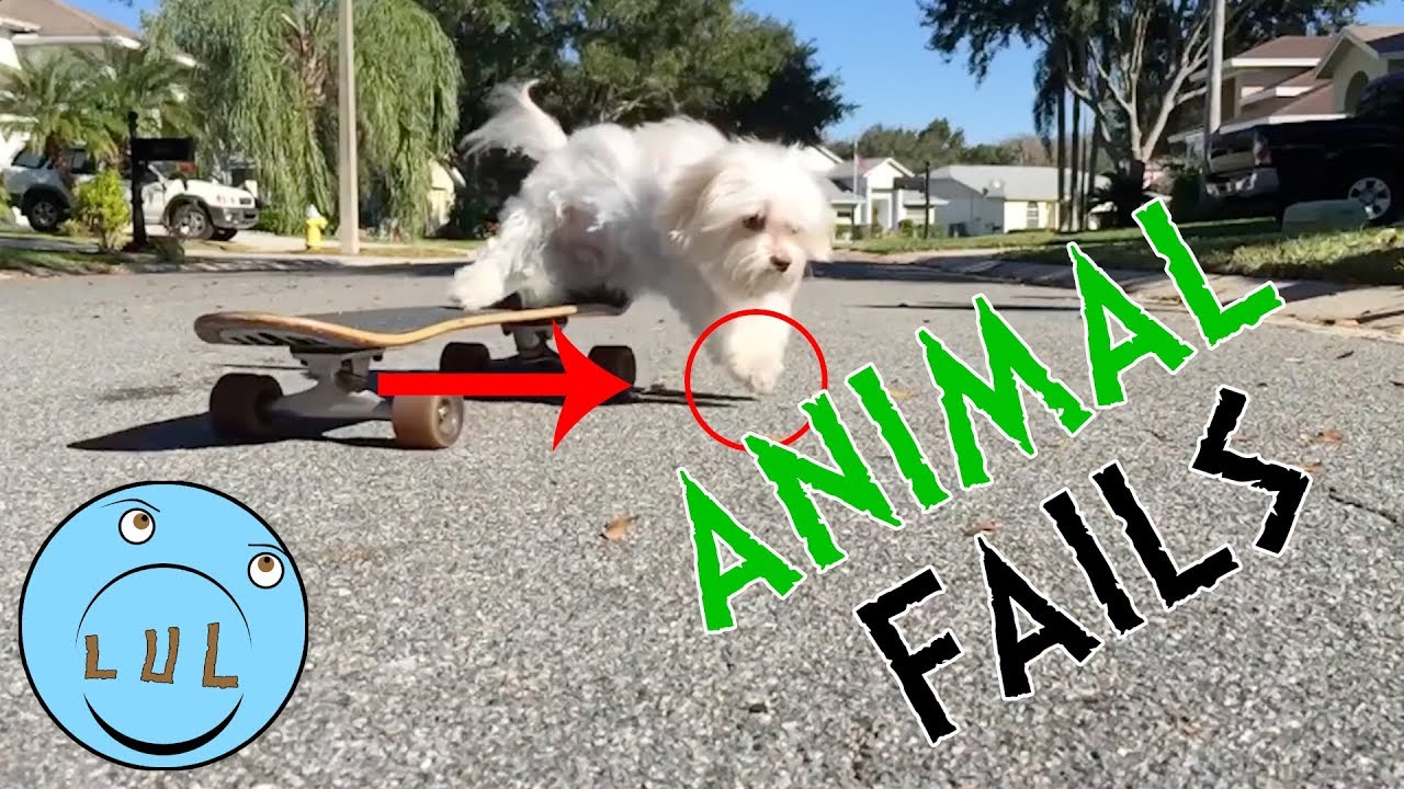 LUL ANIMALS | BEST PET FAIL COMPILATION 2019 #1 | FEBRUARY - YouTube