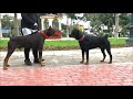 Dóberman - Dogo Argentino - Rottweiler - Pastor aleman - Encuentro y caminata