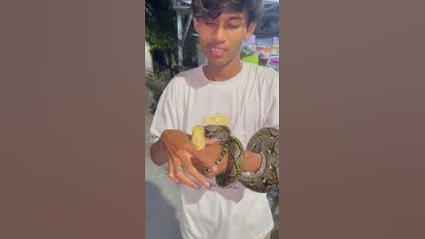 CARA MELEPAS LILITAN ULAR PYTHON