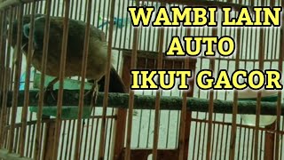WAMBI JANTAN BELAJAR GACOR