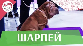 Шарпей на ilikepet. Особенности породы, уход