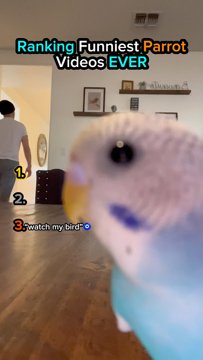 Ranking Funniest Parrot Clips🤣