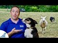 Herding Dogs - Can You Unlock Your Dog's Secret Power?