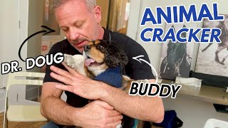 THIS FAMILY DOG NEEDS A LITTLE CHIROPRACTIC TUNE UP 🐾