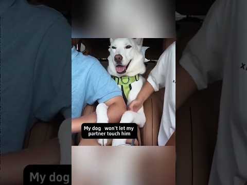 Dogs being idiots part 171 🤣🐕 #funnydog #funnypet #cutedog #dog #pets #shorts