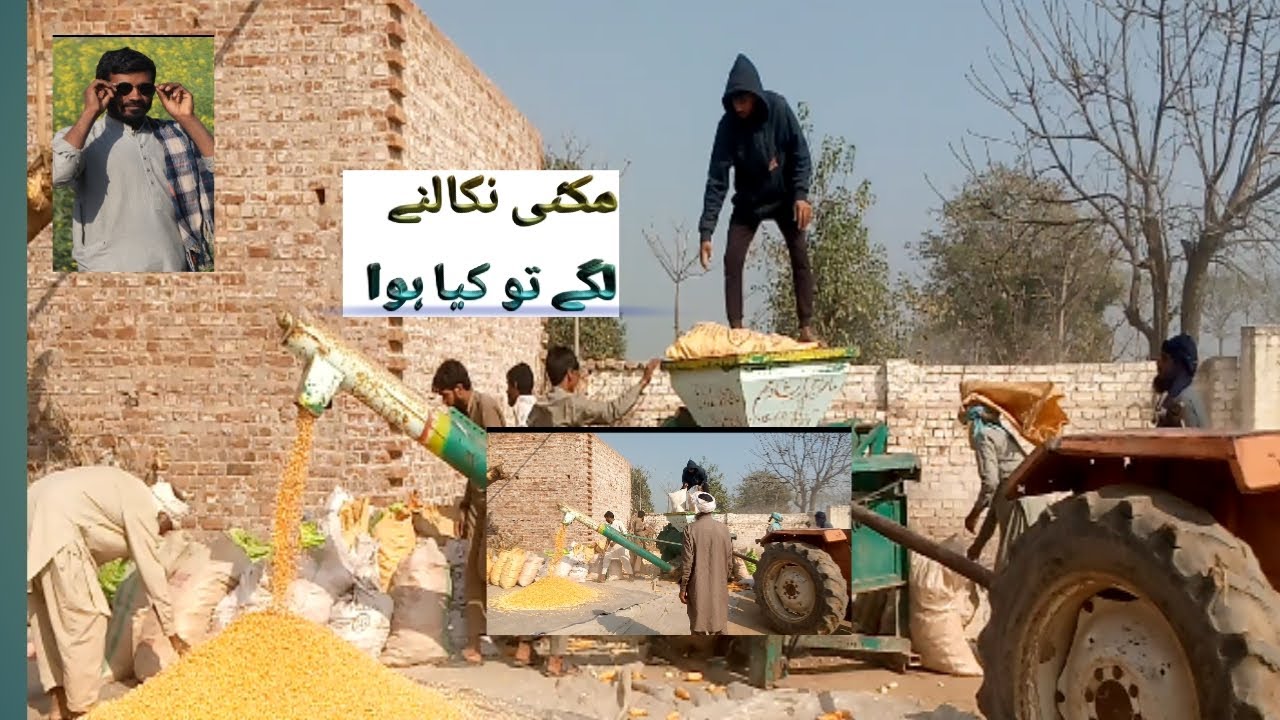 Makai nikalne ka tarikamakai ke daane nikalne ka tarikajangovilage