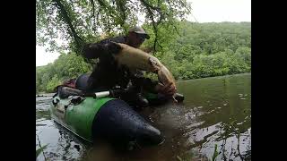 Session leurre sur une dordogne en crue