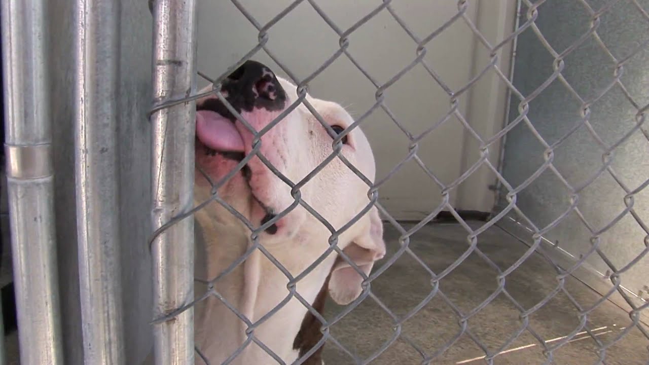 White Pit Bull Dog In Cage_Shelter.6_23 free video clips background