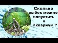 Сколько рыбок можно запустить в аквариум?