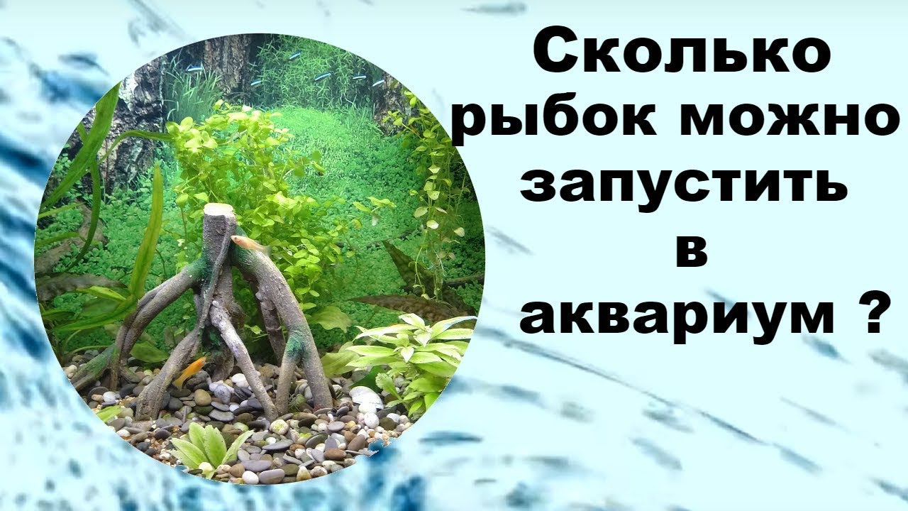 Сколько рыбок можно запустить в аквариум?
