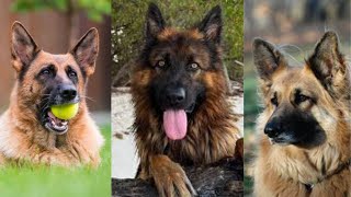 King shepherd | Funny and Cute dog video compilation in 2022 by Dog Dog Dog 1,279 views 1 year ago 4 minutes, 48 seconds