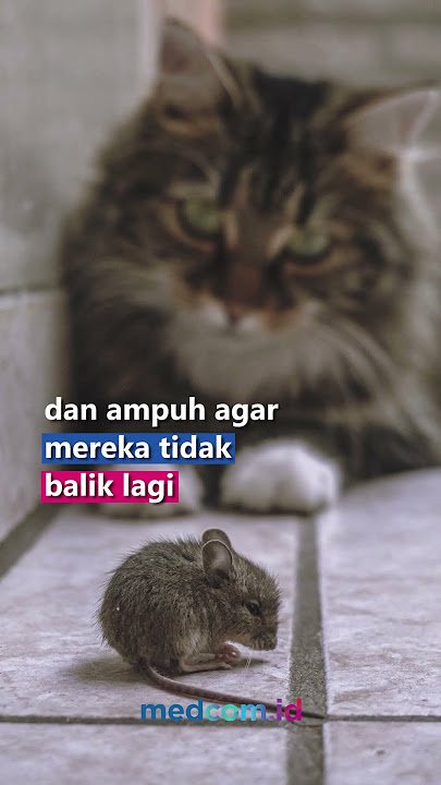 3 CARA MENGUSIR CURUT YANG AMPUH DAN PRAKTIS