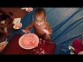 Cake So Good He ate The Plate (Leon eats cake)