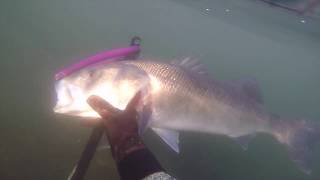 Pescasub en la ría de Vigo, Rias Baixas. Galicia