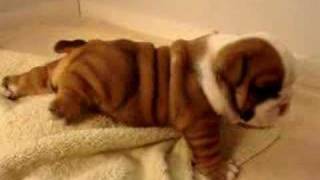 Baby Bulldog playing