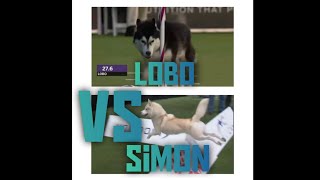 Husky Vs Husky Agility Show | Lobo the Husky vs Simon the Husky #siberianhusky #husky Husky Vs Husky Agility Show | Lobo the Husky vs Simon the Husky #siberianhusky #husky
