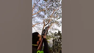 Bird hunting with air gun #hunting