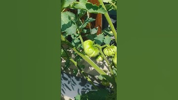 Pertama kali tanam tomat mawar #urbanfarming #tomatoes #tomat #garden #menanamsayuran