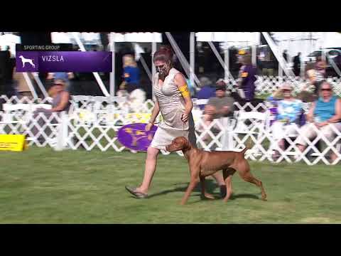 Vizslas | Breed Judging 2021