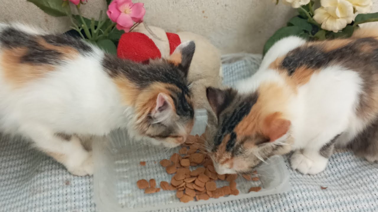 Time Machine Cats !!!! Longest Daily Cat's Story