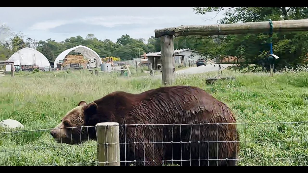 Olympic Game Farm Zoo Animals [Top 10 DriveThrough] YouTube