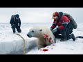 Frozen Lake Trap - Polar Bear Mother and Cub Trapped in Ice Crevice!