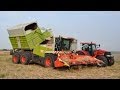 Claas Jaguar 900 FS - Miscanthus Giganteus hakselen - Loonw. De Bruyne