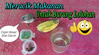 Cara Membuat Makanan Untuk Burung Lolohan. Trucukan, Kutilang, Pentet .