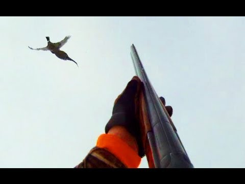 Pheasant Hunting 2013