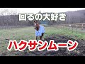 回るの大好き ハクサンムーン Hakusan Moon