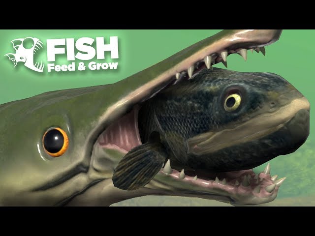 NEW FISH CAN EAT EVERYTHING WHOLE!!! - Fish Feed Grow