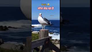 कौवा का डाई लाक 😂😂😂😂😂😂#funny #dog #comedy