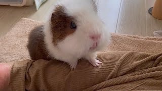 飼い主に猛烈アピールしてくるモルモット　Appeal to mom for a snack【Guinea pigs】