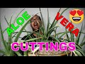 How to Grow Aloe from stem Cuttings