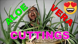 How to Grow Aloe from stem Cuttings