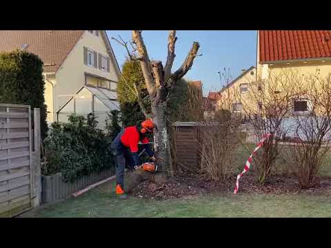 baumpflege-heidenheim---sapper-grün---garten-und-landschaftsbau-heidenheim