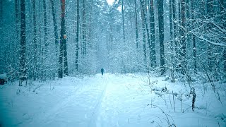 Романтическая Зимняя Атмосфера. Заснеженный Лес И Звуки Снегопада С Метелью.