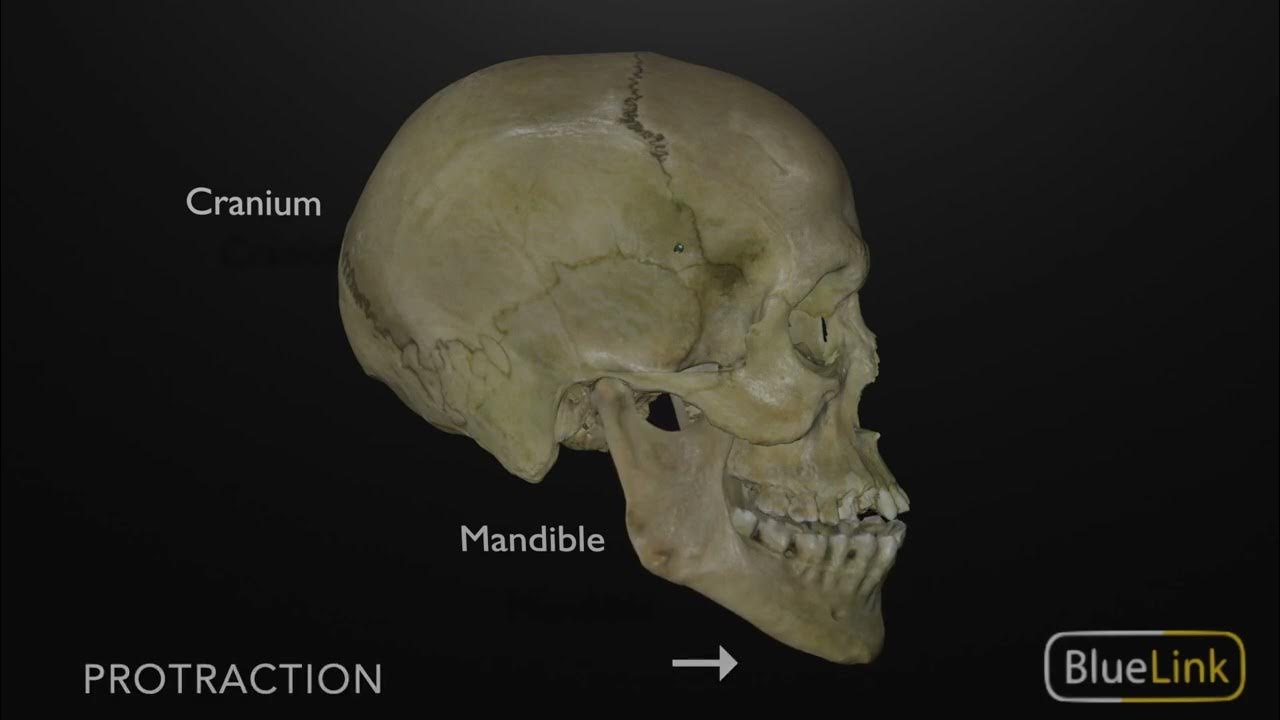 Protrusion and Retraction of the Mandible YouTube