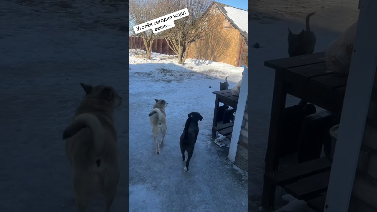 Уголёк очень ждет весну!! 