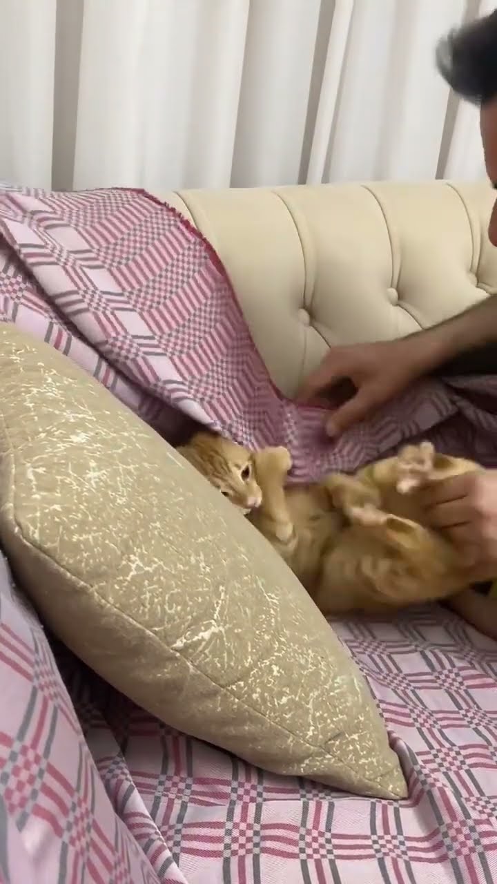 Funny  cat ????????????