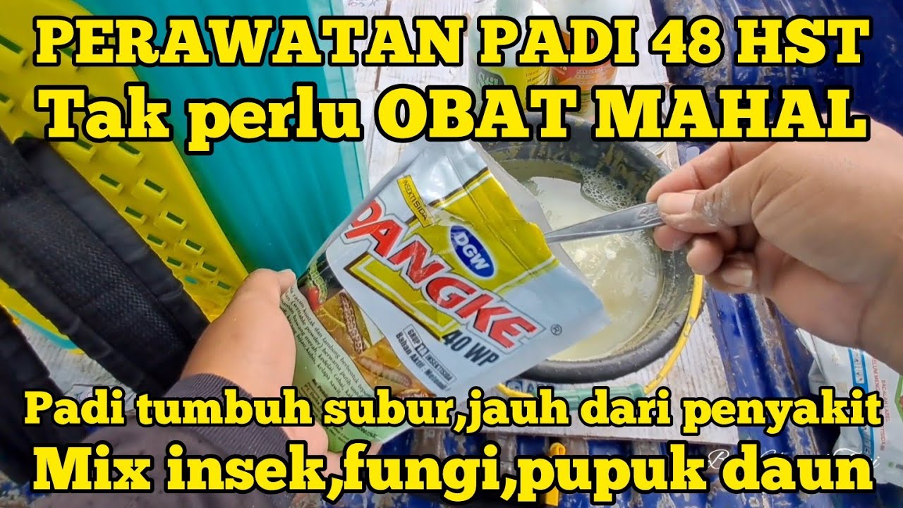 PESTISIDA UNTUK PADI USIA 48HST.MENCEGAH DENGAN OBAT MURAH.