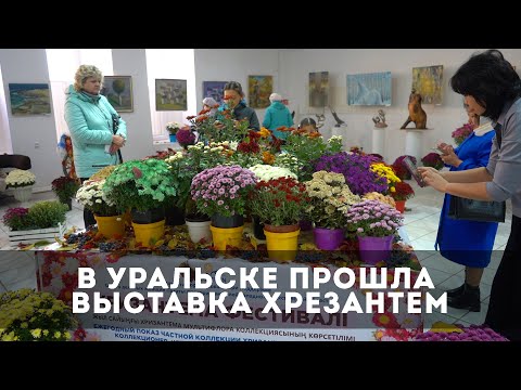 В Уральске прошла коллекционная выставка хризантем