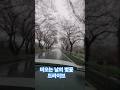 비오는 날의 벛꽃 드라이브