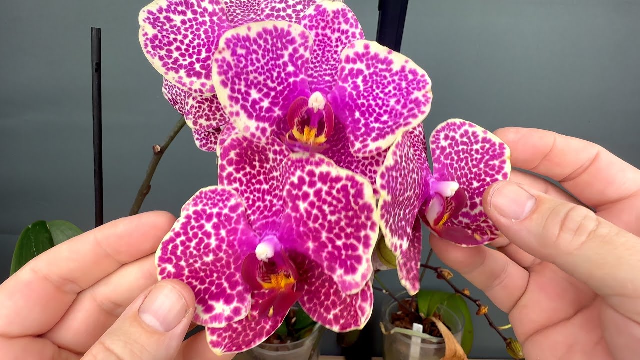 цветонос из точки роста орхидеи ПРИГОВОР или НАЧАЛО? стоит ли покупать такие орхидеи