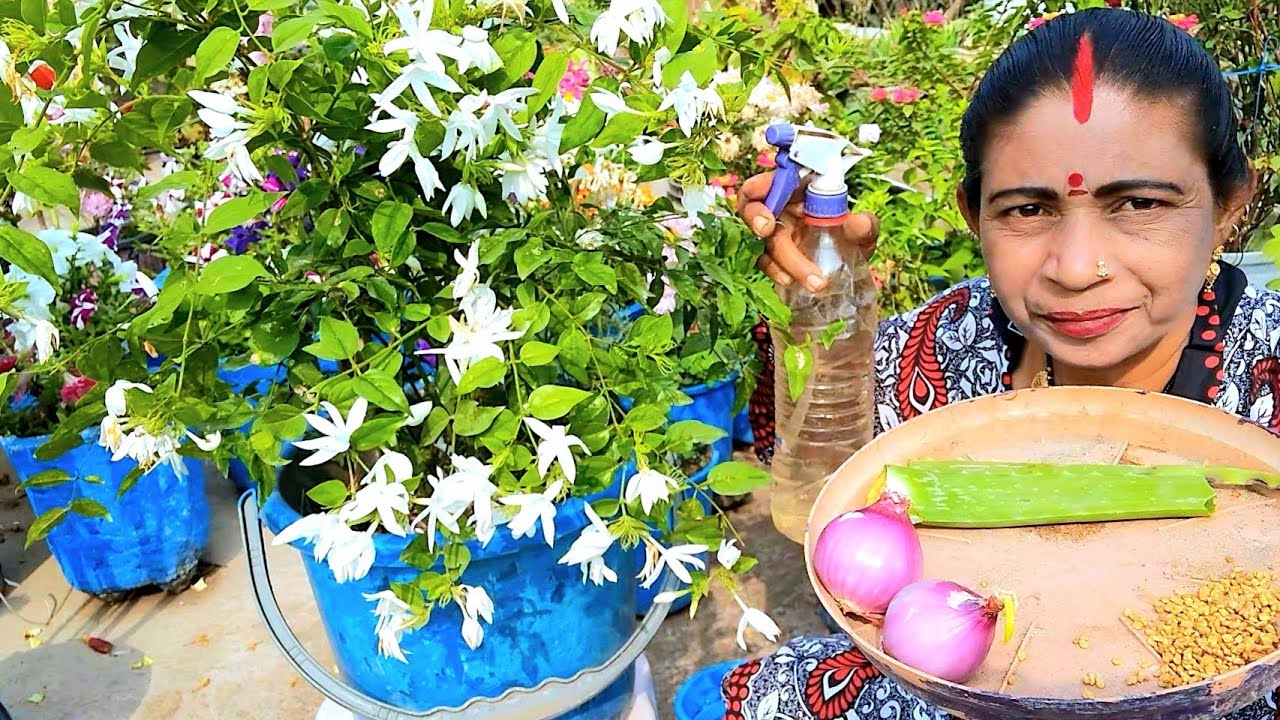 Чтобы получить аромат жасмина в жаркий день, используйте луковый сок, нарезанный лук и несколько ...