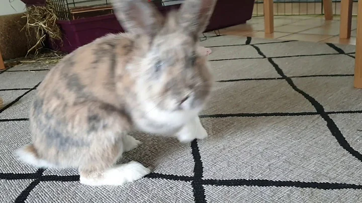 Molly meets Poppe for the first time