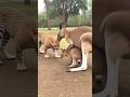 A leopard has unexpectedly broken into the kangaroo enclosure at a wildlife park.